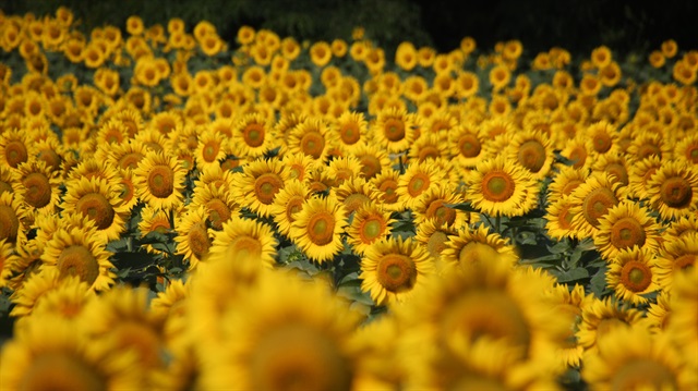 Yağış Tekirdağlı çiftçiyi sevindirdi