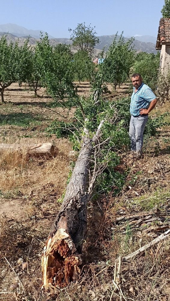 Yağış ve rüzgar ağaç devirdi 