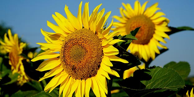 Yağışlar ayçiçeği üreticisini sevindirdi