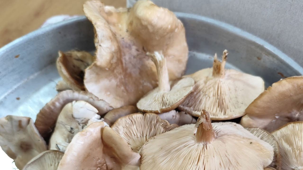 Yağışlar bereket getirdi! Mantar mesaisi başladı