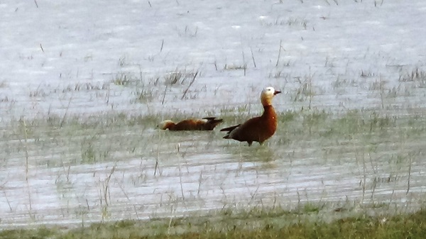 Yağışlar can suyu oldu! Akgöl yeniden canlandı