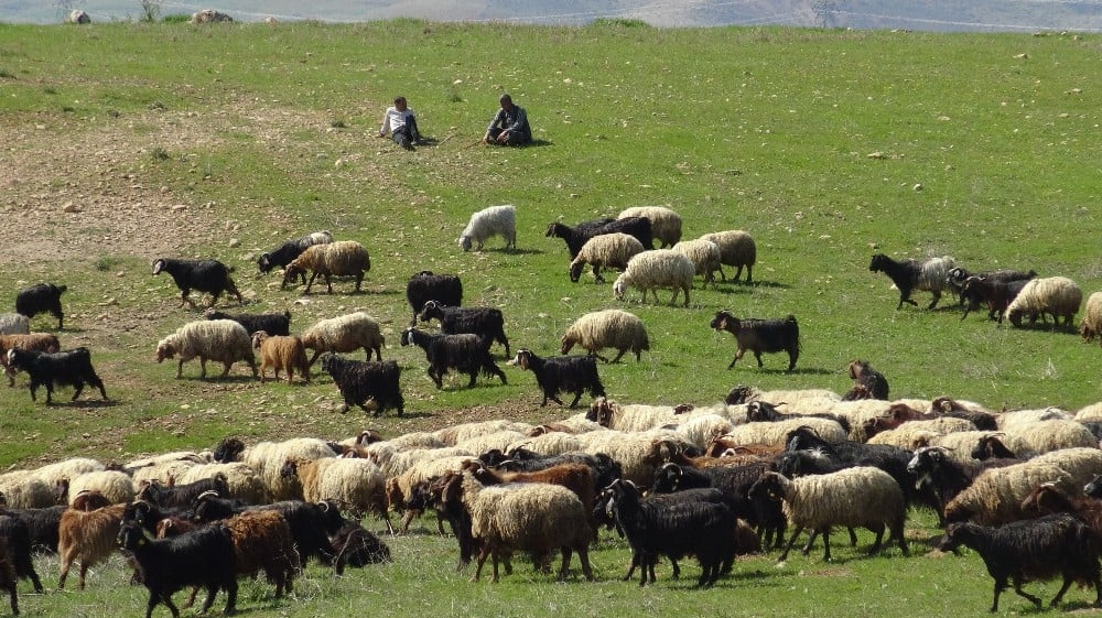 Yağışlar Gercüşlü çiftçilerin yüzünü güldürdü 