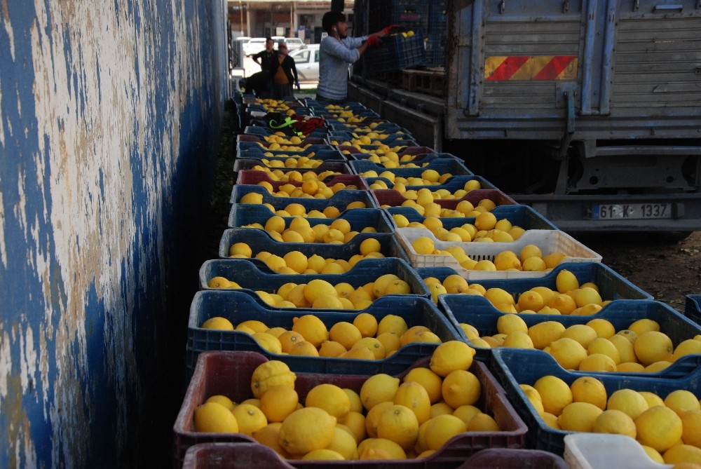 Yağışlar hasadı geciktirdi, limon dalında kaldı 