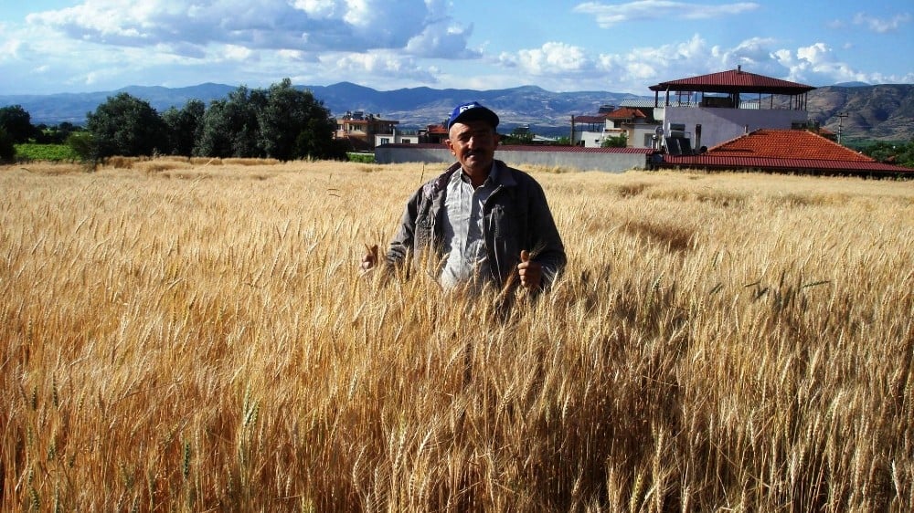 Yağışlar hububat ürünlerine bereket getirdi 