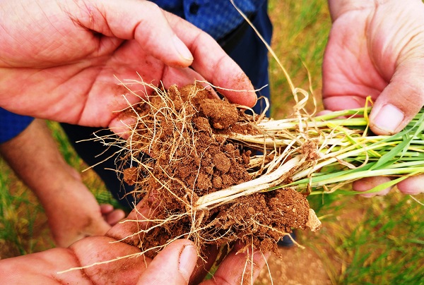 Yağışlar umutları arttırdı! Rekolte beklentisi 2 milyon tonu buldu
