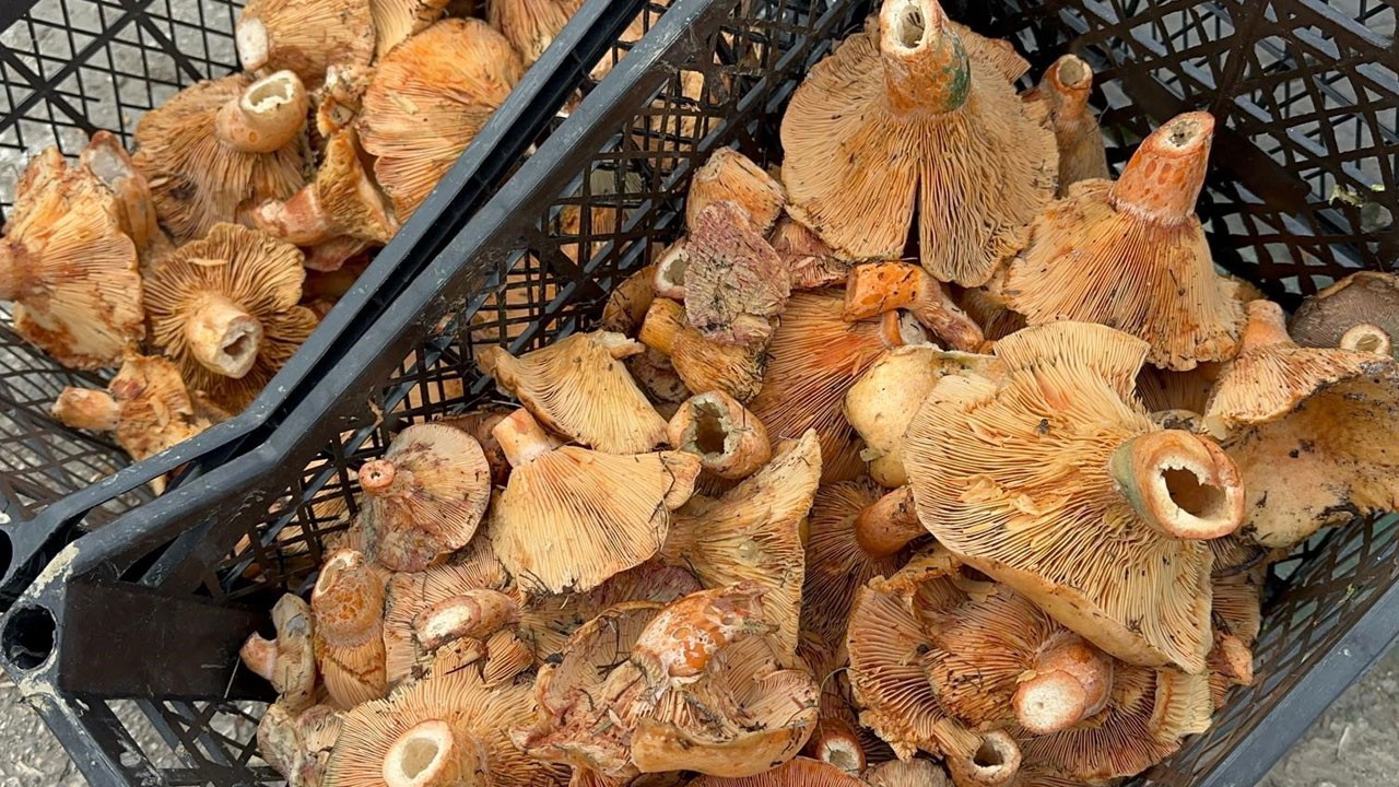 Yağmur bereketiyle geldi! Kanlıca mantarının fiyatı düştü