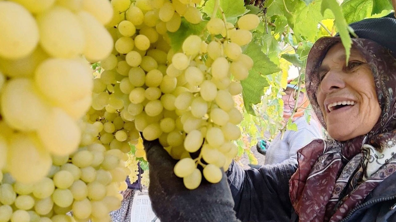Yağmur çamur demeden çalışıyorlar! Üzüm mesaisi bitmiyor