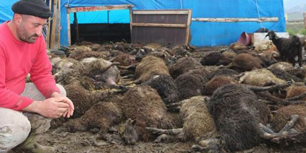 Yağmur için önlem aldı, 100 koyun telef oldu!