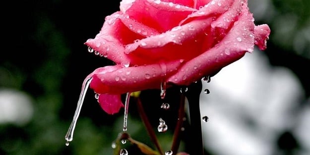 Yağmur ile Gül'ün muhteşem buluşması