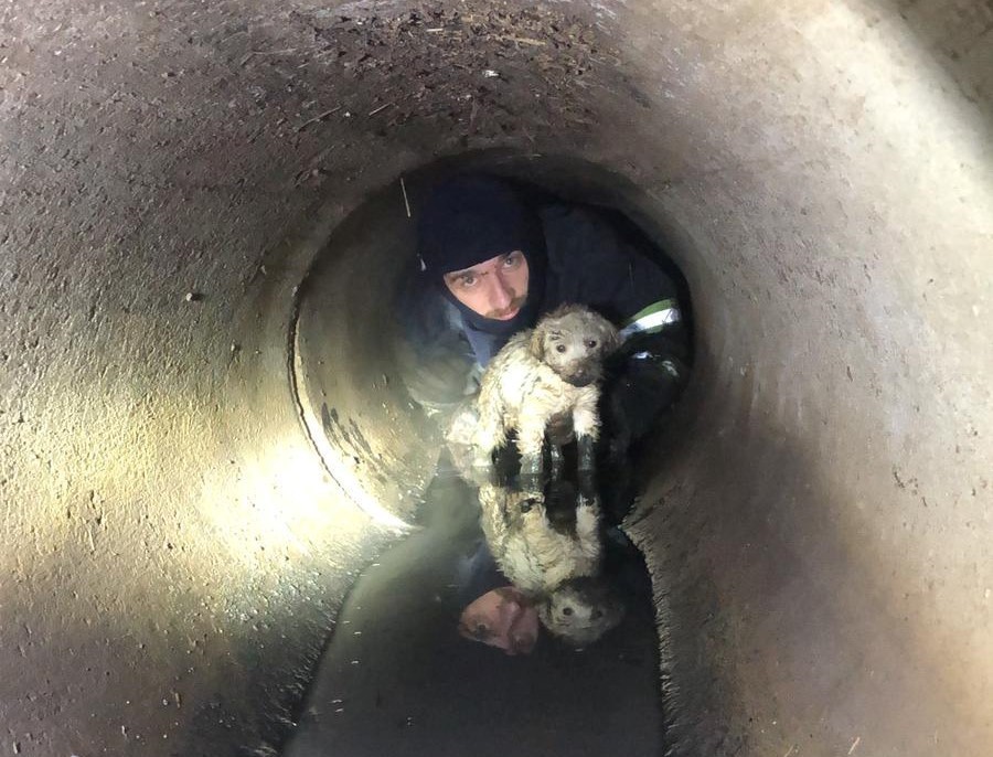 Yağmur kanalına sıkışan köpeği, itfaiye kurtardı 