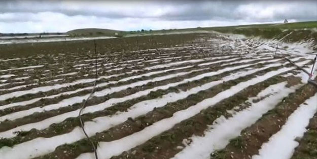 Yağmur sonrası başladı! Niğde'de meyve ağaçları büyük hasar gördü