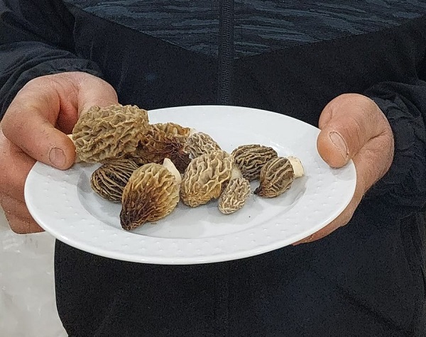 Yağmur sonrası kuzugöbeği bereketi