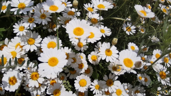 Yağmur sonrası renk cümbüşü