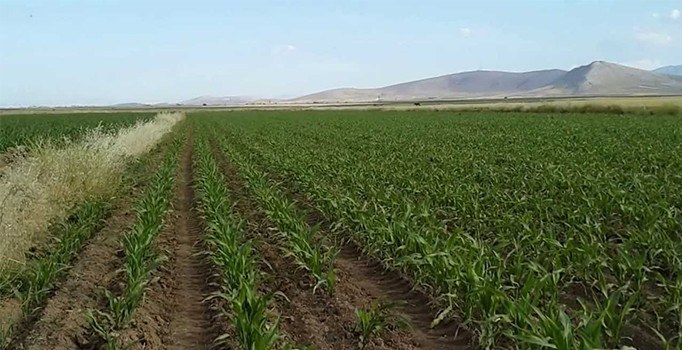 Yağmur ve dolu mısırı etkiledi