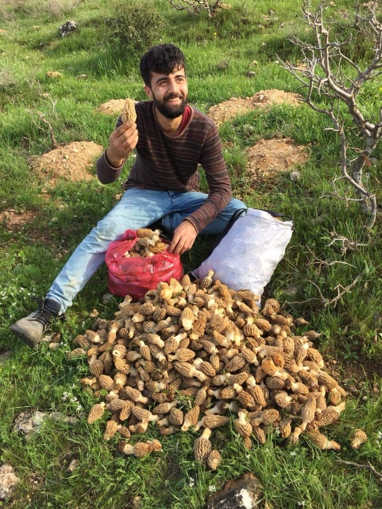 Yağmur yağınca ortaya çıktı, kilosu 200 liradan satılıyor 