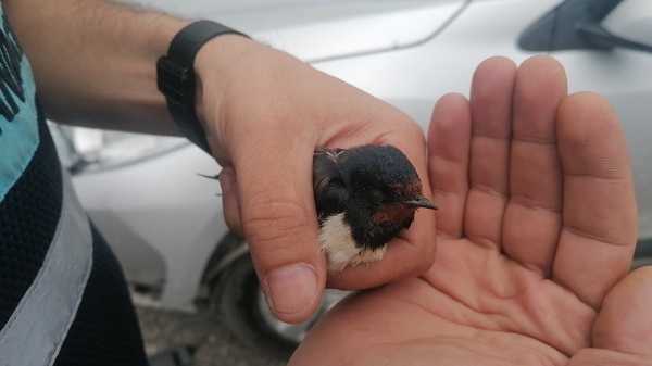 Yağmurda ıslanan kuşa jandarma şefkati