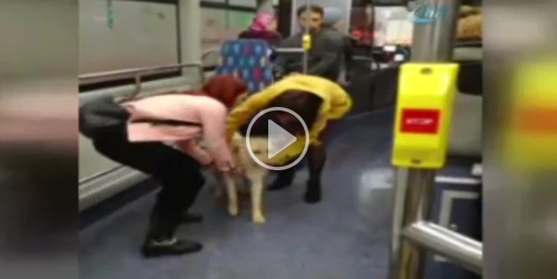 Yağmurdan kaçan köpek otobüse sığındı