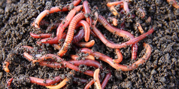 Yağmurdan sonra neden topraktan solucan çıkar?