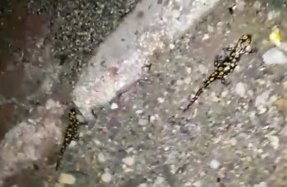 Yağmurla birlikte semenderler gün yüzüne çıktı 