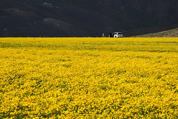 Yağmurlar doğayı renklendi