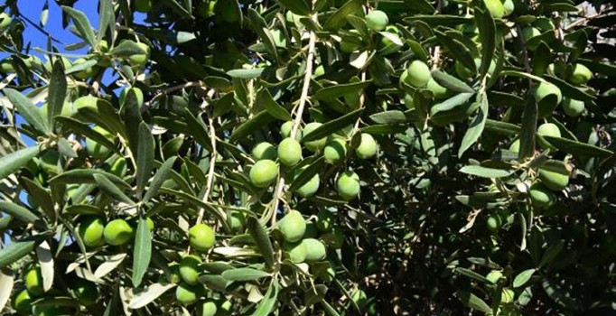 Yağmurlar zeytine yaradı