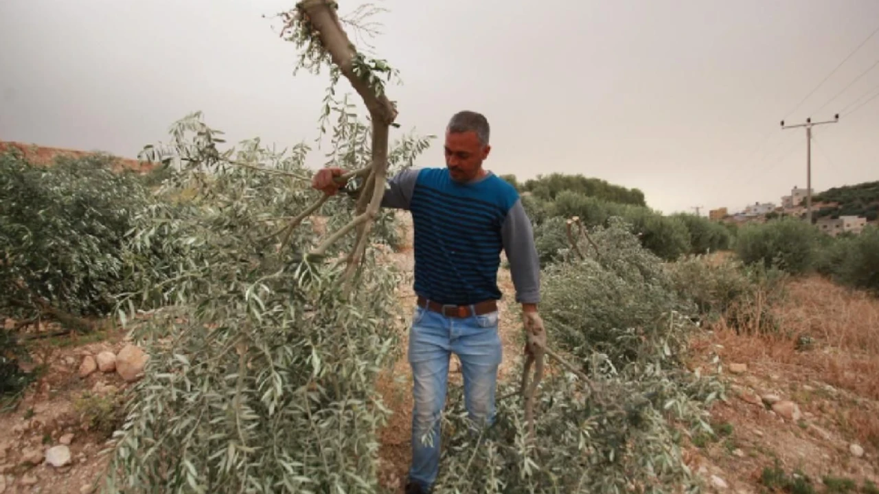 'Yahudi olmayanın malı da canı da bize helal' İsrailli yerleşimciler, Filistinlilerin zeytinlerini çaldı!