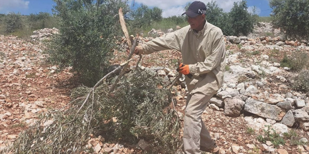Yahudi yerleşimciler beş ayda Filistinlilerin 5 bin zeytin ağacını kesti