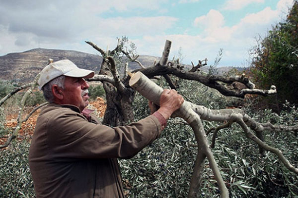 Yahudi yerleşimciler bu sefer de bahçeleri ateşe verdi