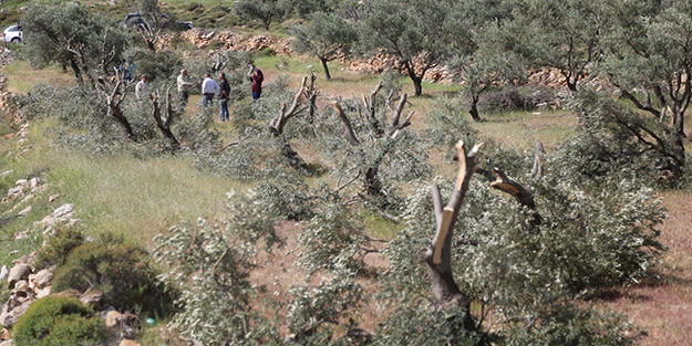 Yahudi yerleşimcilerden alçaklık! İsrail askerleri korumasında yaptılar