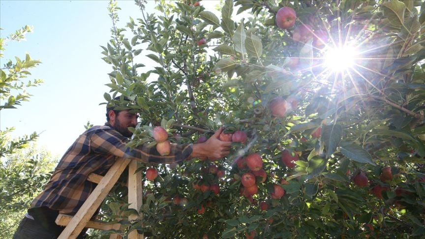 Yahyalı elmasında verim arttı