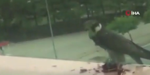 Yakaladığı güvercini balkonda böyle yedi!