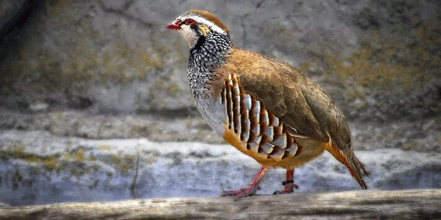 Yakaladığı kekliği satan şahsa şok!