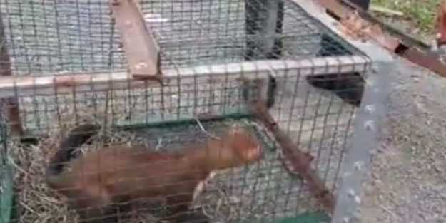 Yakaladığı sansara yaptığını görenler alkışladı