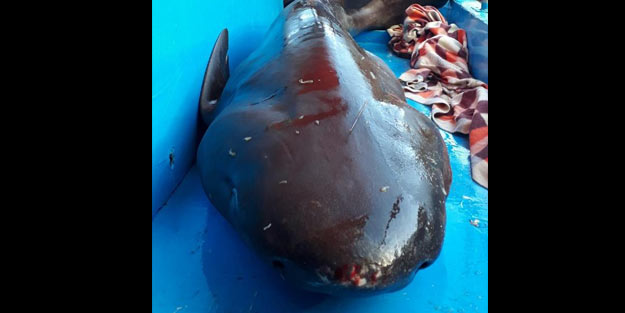 Yakaladıkları 2,5 metrelik köpek balığını denize bıraktılar