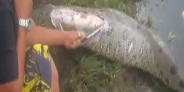 Yakaladıkları yılanın karnından timsah çıktı (VİDEO)