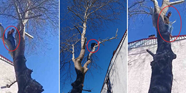 Yakalanacağını anlayan hırsız kedi taklidi yaptı!