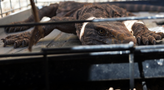 Yakalanan çöl varanı tedavi edildi
