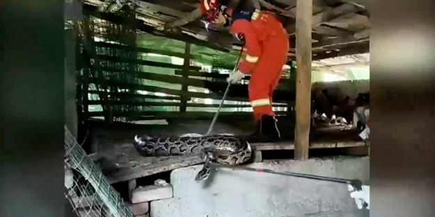 Yakalanınca strese giren dev piton yediği bütün tavukları çıkardı!