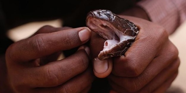 Yakalayıp dişlerini söküyorlar!