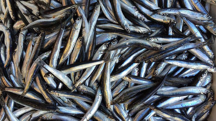 Yaklaşık 400 bin ton hamsi avlandı