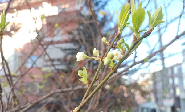 Yalancı bahar ağaçları kandırdı!