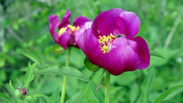 Yalnızca 15 gün yaşıyor! Bu çiçeğin faydasını duyduğunuzda şaşıracaksınız