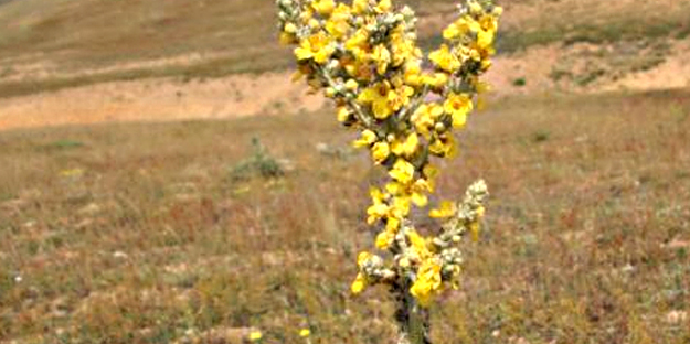 Yalnızca Türkiye'de yetiştiğini öğrenince şaşıracağınız 14 şahane bitki: Bunu ilk kez duyacaksınız! Gerçek bir özet