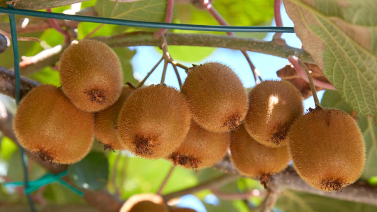 Yalova ilimizin kivisi dünyaya örnek oluyor!