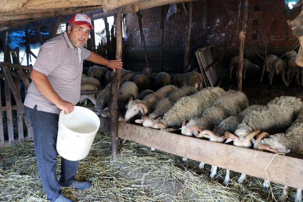 ‘Yalova kıvırcığı’nın tescilinde sona yaklaşıldı