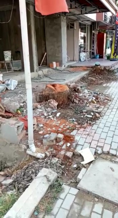 Yalova’da ağaç katliamı 