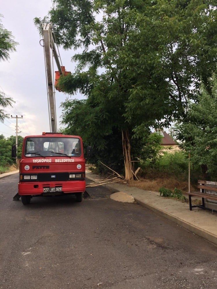 Yalova’da ağaca yıldırım düştü 