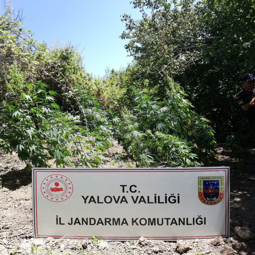 Yalova’da uyuşturucu operasyonu 