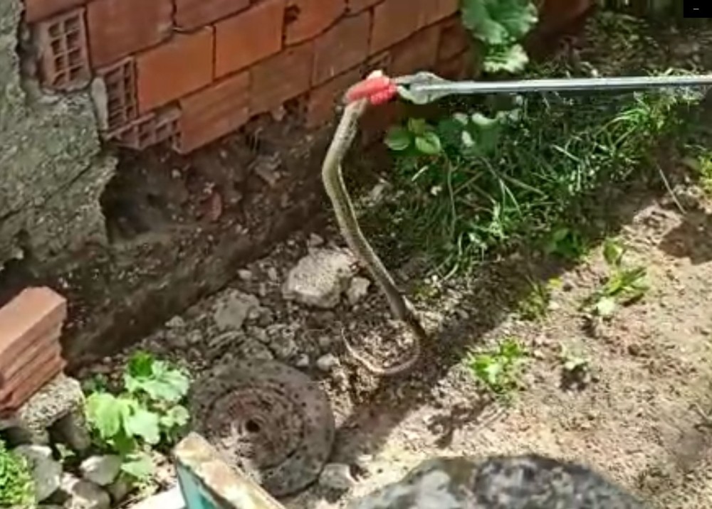 Yalvaç itfaiyesinden yılan operasyonu 