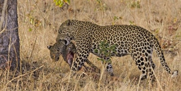 Yamyam leopar görüntülendi!